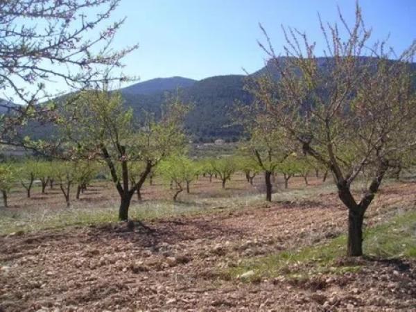 Terreno en Biar S/n s/n Sn