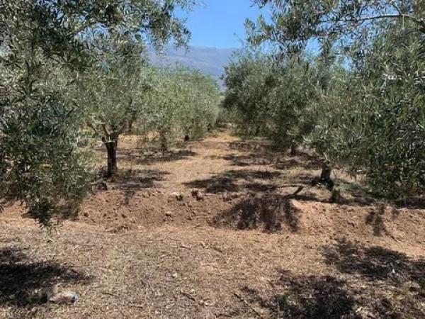 Terreno en Biar S/n s/n Sn