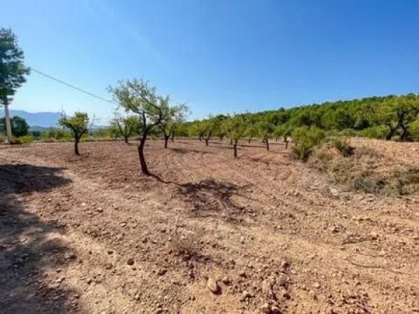 Terreno en Biar S/n s/n Sn