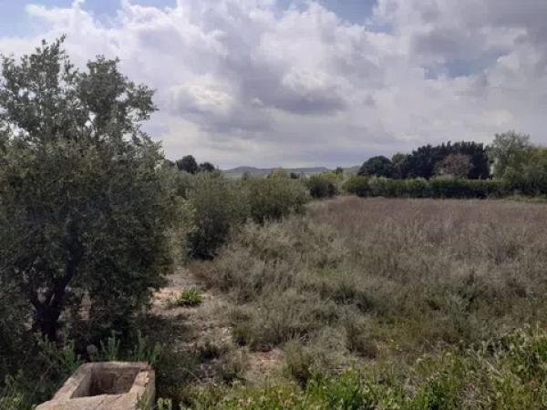 Terreno en camino viejo de novelda s/n