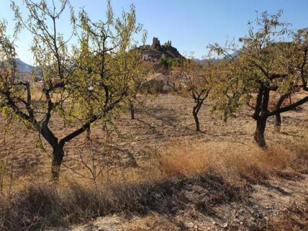 Terreno en pda la coma s/n