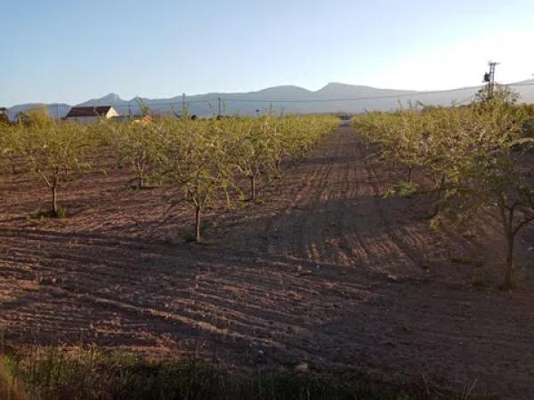 Terreno en carretera de Alicante, 1