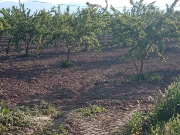 Terreno en carretera de Alicante, 1