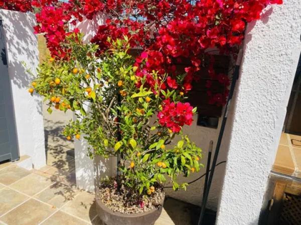 Chalet adosado en camino Pou de la Muntanya