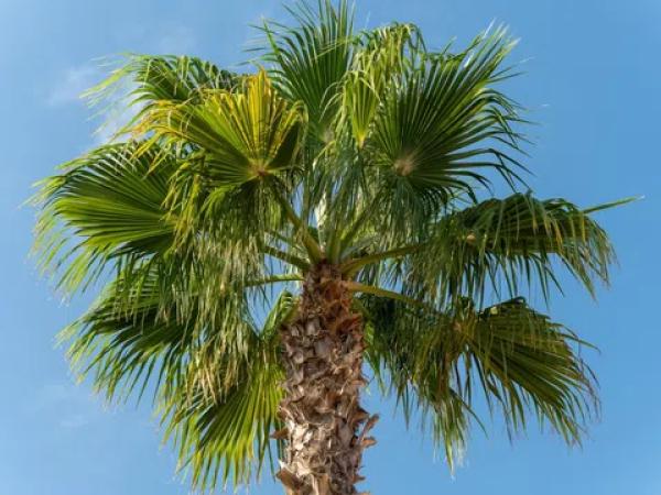 Chalet en Centro Urbano