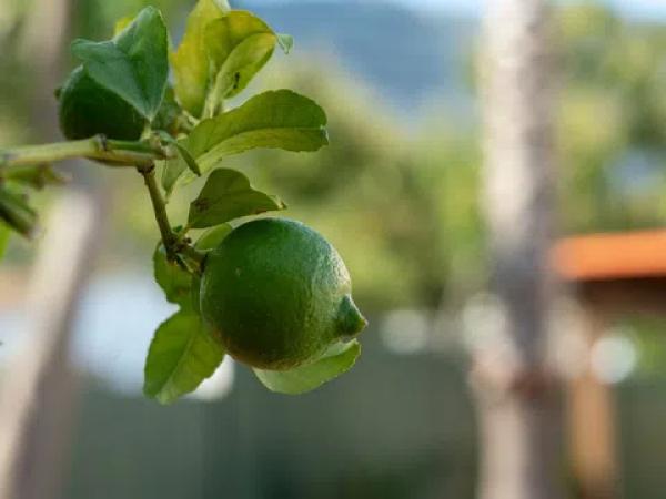 Chalet en Les Rotes/Las Rotas
