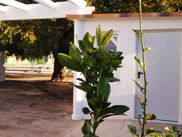 Casa independiente en camino la Marjal, 2