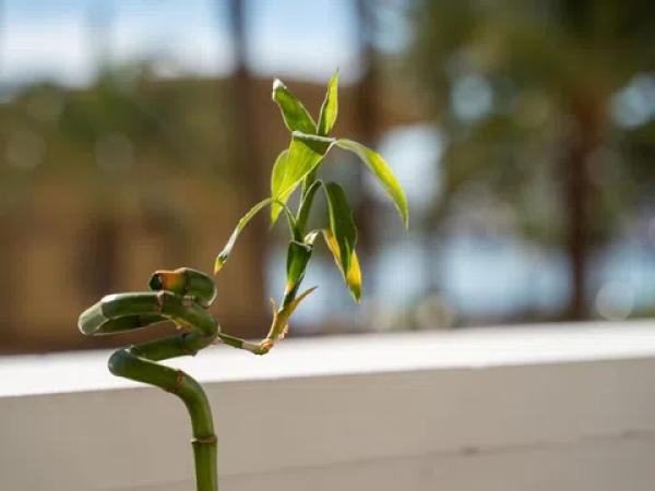 Piso en Barrio Centro Tradicional