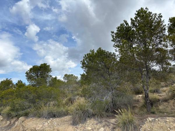 Terreno en Pla de la Gralla