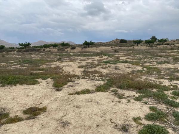 Terreno en El Rebolledo s/n