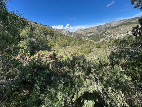 Terreno en calle Alacant, 24