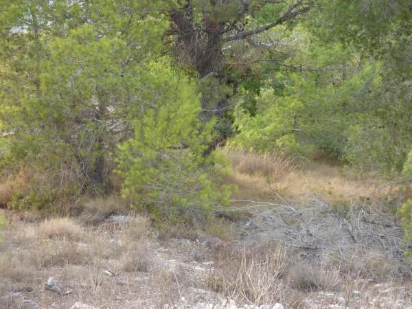 Terreno en Partida Saltet