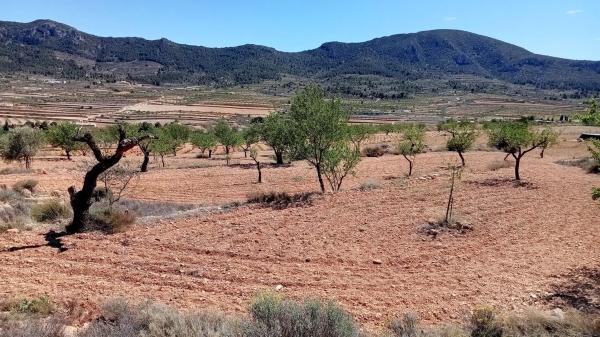Terreno en algayat, 24 poligono
