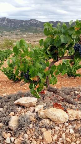 Terreno en algayat, 24 poligono