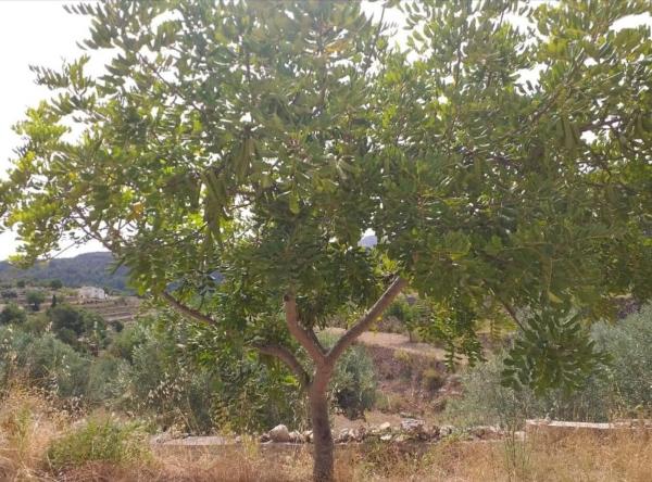 Terreno en Benissa pueblo