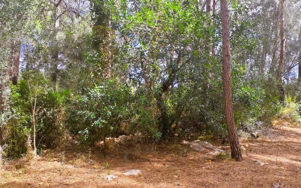 Terreno en calle del Pou, 23