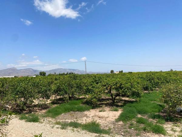 Terreno en la dehesa, 1