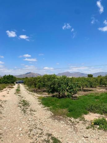 Terreno en la dehesa, 1
