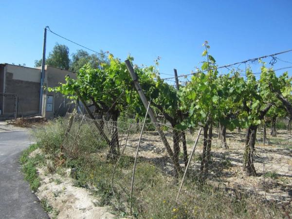Terreno en Pedanías Este