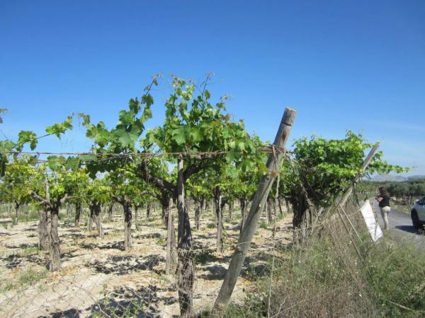 Terreno en Pedanías Este