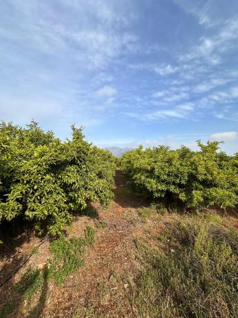 Terreno en Partida Trapig, km 2