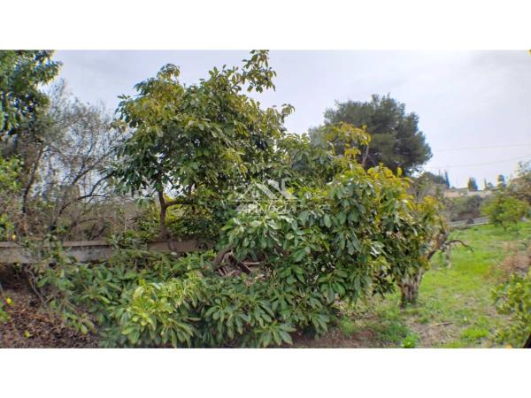 Terreno en camino del Pontet, 8