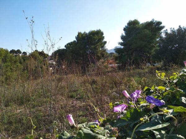 Terreno en Partida Cometa i