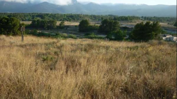 Terreno en Finca Terol s/n