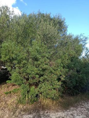 Terreno en camino del Xari s/n