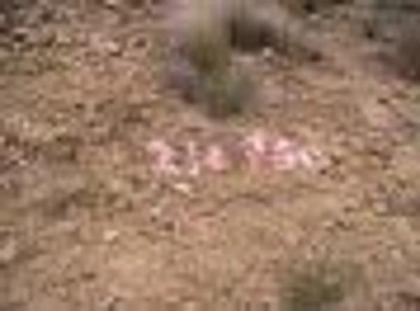 Terreno en Villamontes-Boqueres