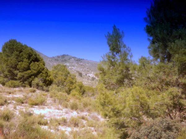 Terreno en calle la Venteta