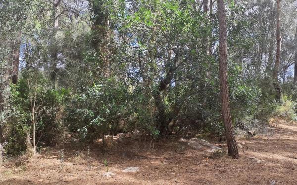 Terreno en poligono 4 parcela 77 s/n