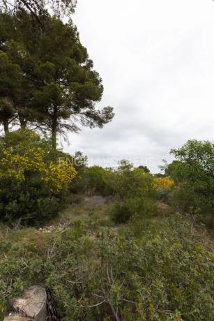 Terreno en Cap Martí - Pinomar