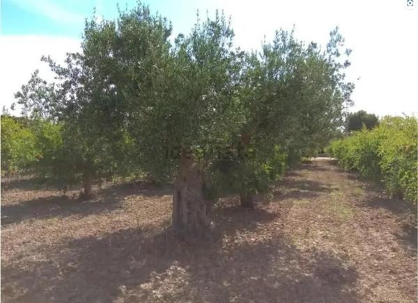 Terreno en Partida Valverde Bajo