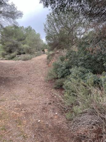 Terreno en calle Avestruz, 154