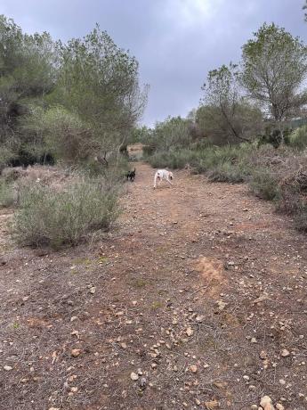 Terreno en calle Avestruz, 154