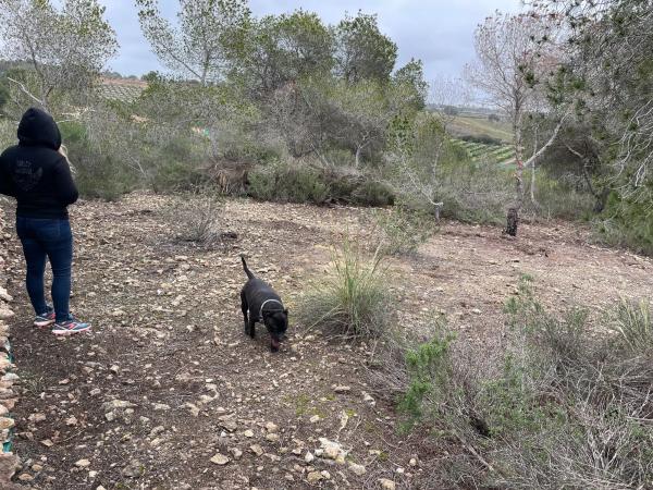 Terreno en calle Avestruz, 154