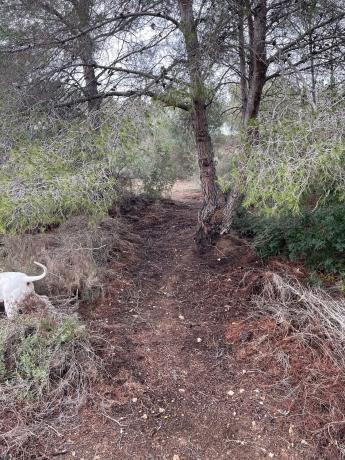 Terreno en calle Avestruz, 154