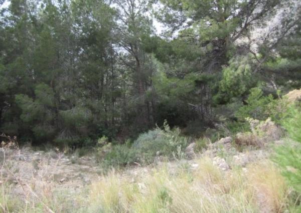 Terreno en ronda de la Marina