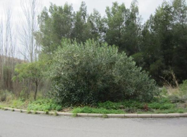 Terreno en ronda de la Marina