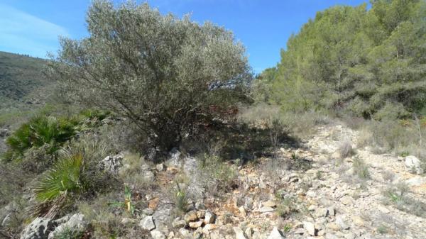 Terreno en Benichembla