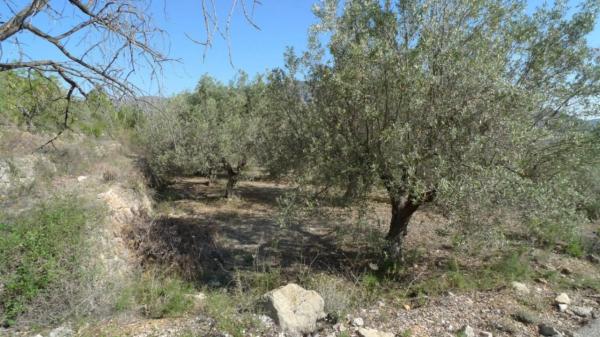 Terreno en Benichembla