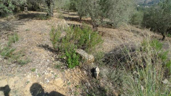 Terreno en Benichembla