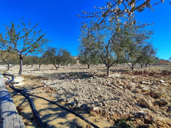 Terreno en Paraje Ballestera
