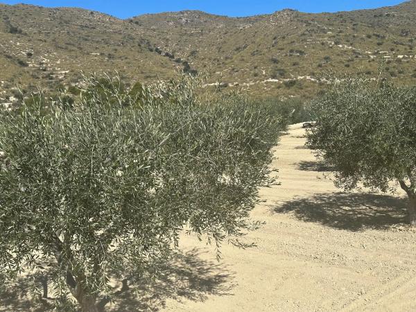 Terreno en Paraje Ballestera