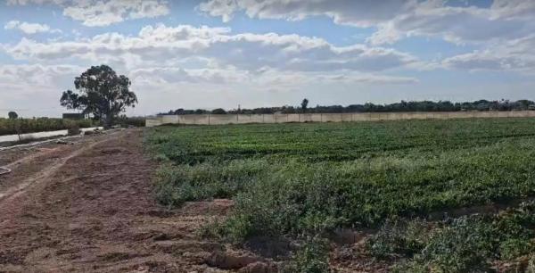 Terreno en Partida Valverde Bajo, 106