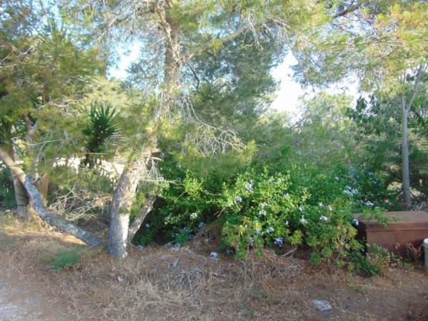 Terreno en calle Albaricoquero s/n