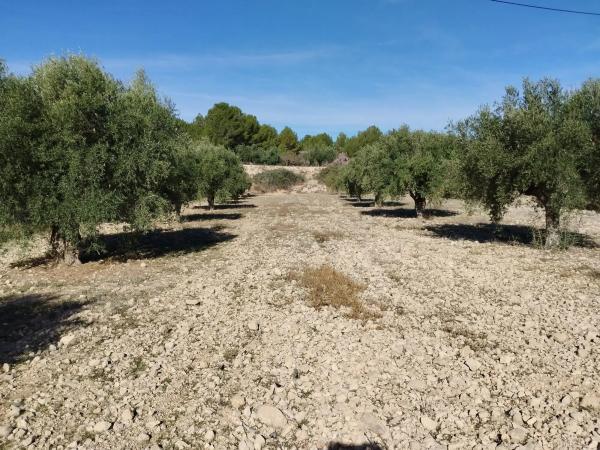 Terreno en calle Treballadores, 93