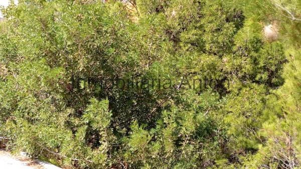 Terreno en Callosa d'En Sarria