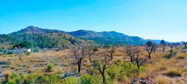 Terreno en camino de la Foyeta Llovisa, 92